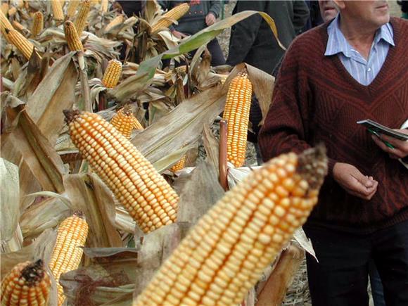 DZS: Croatia's corn output up in 2018