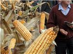 DZS: Croatia's corn output up in 2018