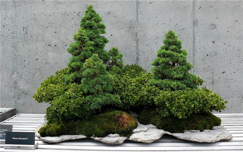 Bonsai