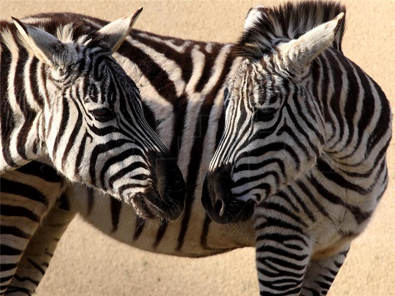 Zebre.JPG
