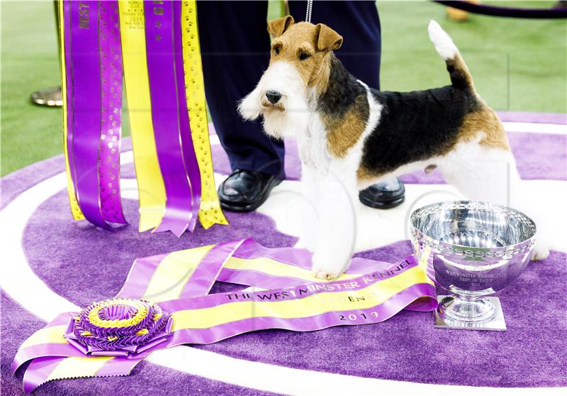 USA ANIMALS WESTMINSTER KENNEL CLUB DOG SHOW