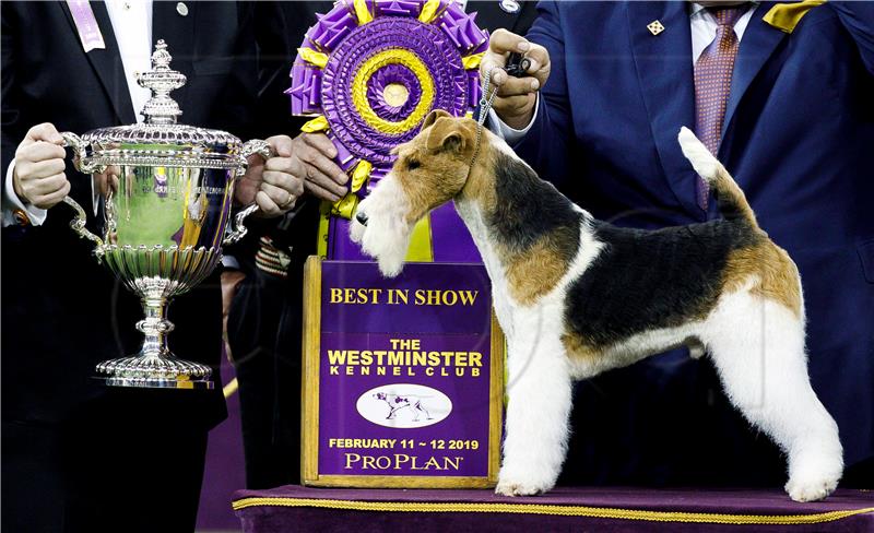 epaselect USA ANIMALS WESTMINSTER KENNEL CLUB DOG SHOW