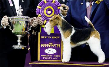 epaselect USA ANIMALS WESTMINSTER KENNEL CLUB DOG SHOW