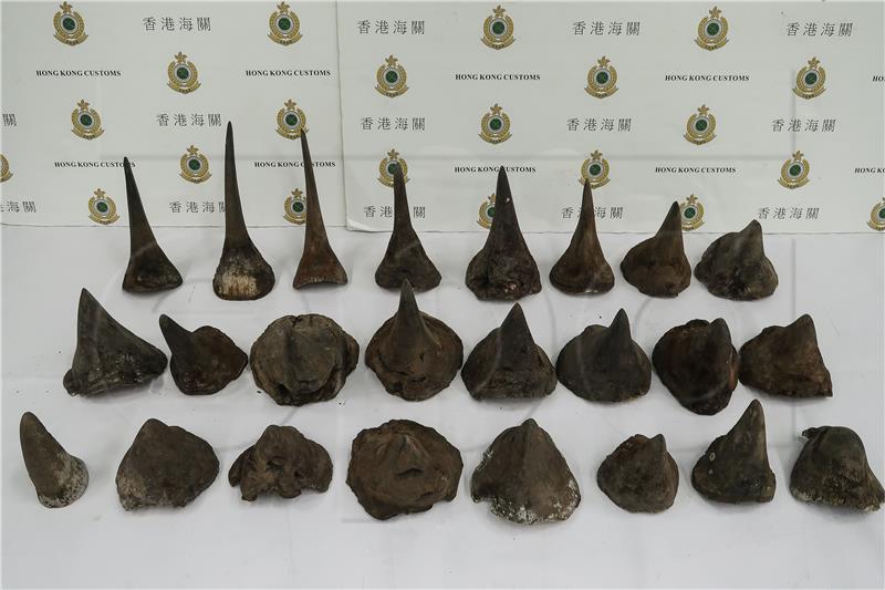 CHINA HONG KONG RHINO HORNS