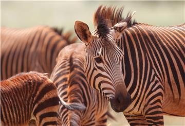 Zašto zebre imaju pruge? Zbog zaštite od muha