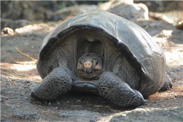 ECUADOR GALAPAGOS GIANT TORTOISE