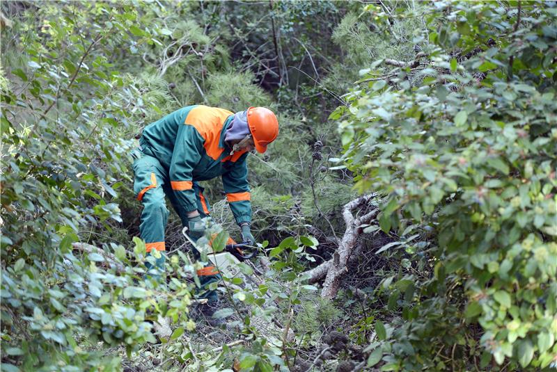  30 pripadnika HRM-a pomaže sanaciju zaraženih stabala na Marjanu