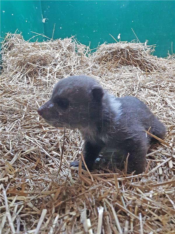 Spašeni medvjedić oporavlja se u zagrebačkom ZOO-u