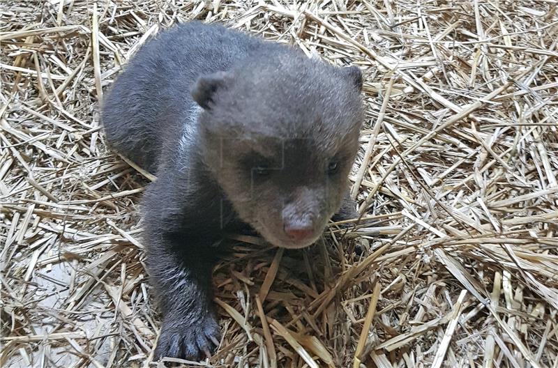 Spašavanje medvjedića Matije, oporavlja se u zagrebačkom ZOO-u