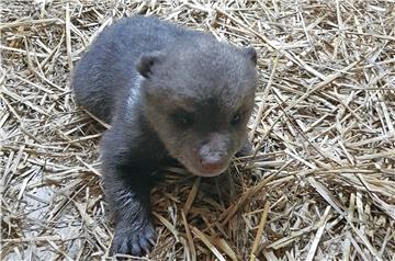 Spašavanje medvjedića Matije, oporavlja se u zagrebačkom ZOO-u