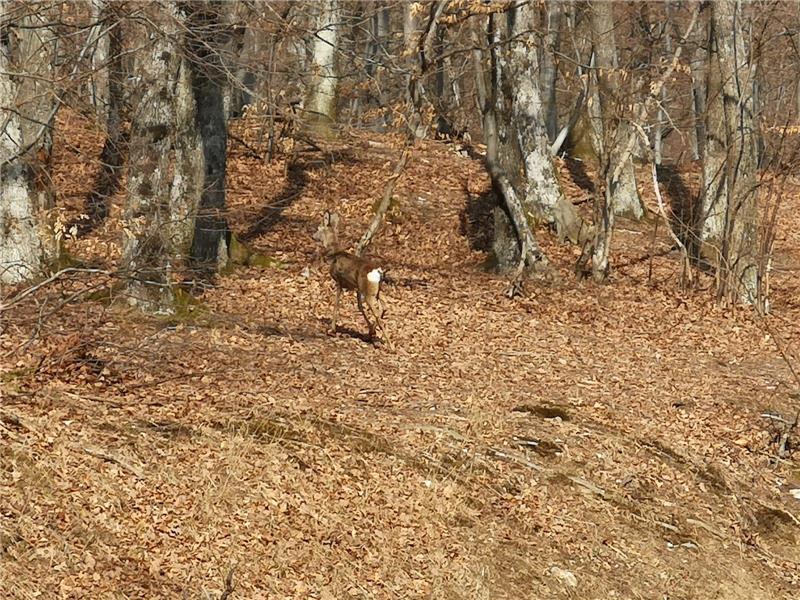 Zagreb: Raste broj intervencija spašavanja životinja, nakon oporavka srnjak odjurio na Sljeme