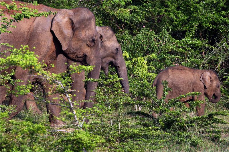 SRI LANKA ANIMALS