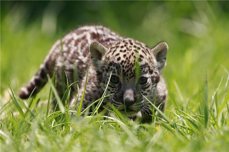 Ženu u Arizoni zgrabio jaguar kad je prekoračila ogradu da napravi selfie