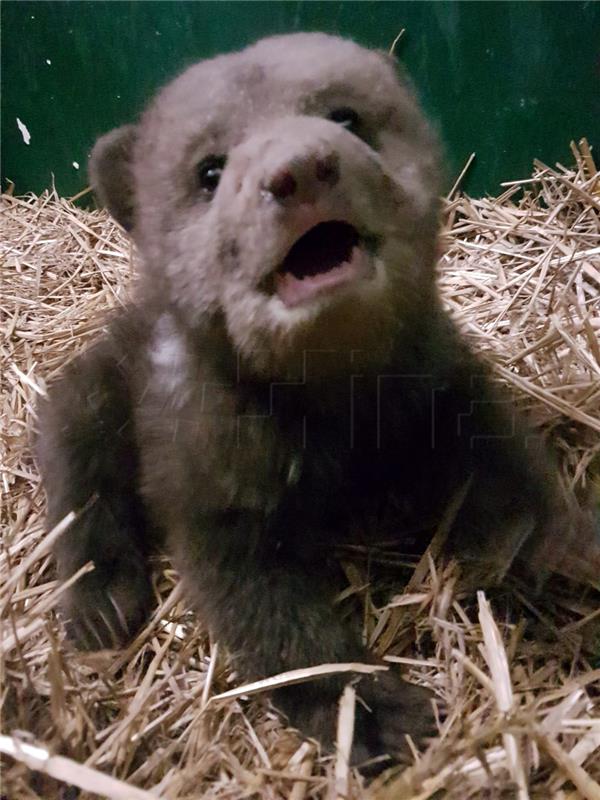 Zagrebački ZOO:  Medvjedić odlično napreduje, povjerenstvo će odlučiti o povratku u prirodu