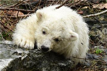 Polarni medvjedić zabavljao posjetitelje zoološkog vrta u Berlinu