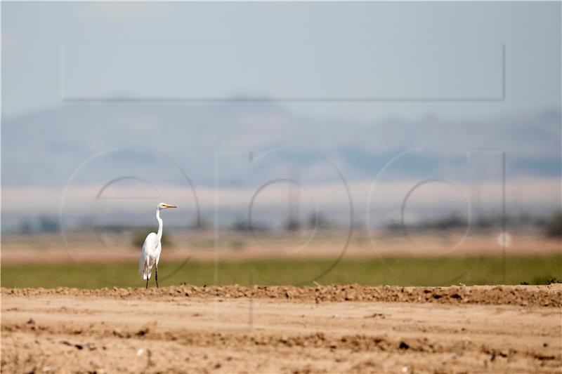 USA CALIFORNIA SALTON SEA BIRDS