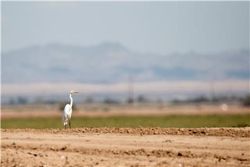 USA CALIFORNIA SALTON SEA BIRDS