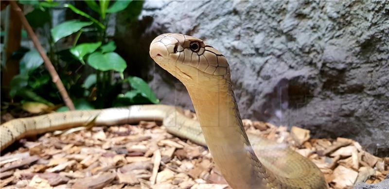 First king cobra arrives in Zagreb zoo