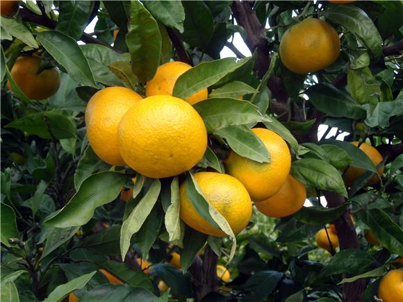 Croatia records three-digit increase in mandarin orange production