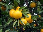 Croatia records three-digit increase in mandarin orange production