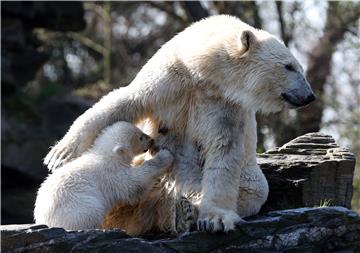 GERMANY ANIMALS