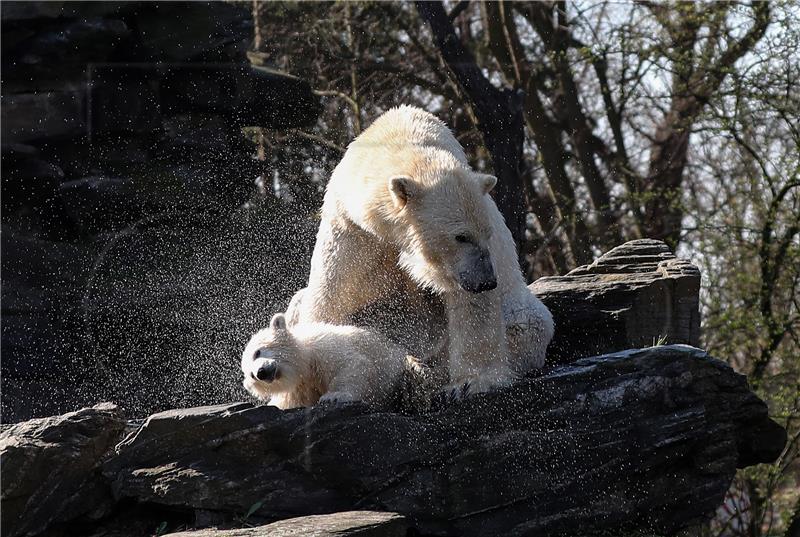 GERMANY ANIMALS