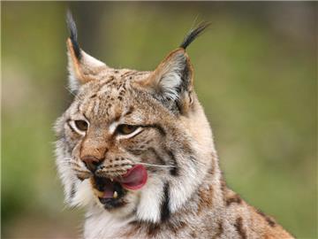 Croatians called to vote on name for lynx to be released on Mount Risnjak