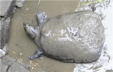 CHINA YANGTZE GIANT SOFTSHELL TURTLE