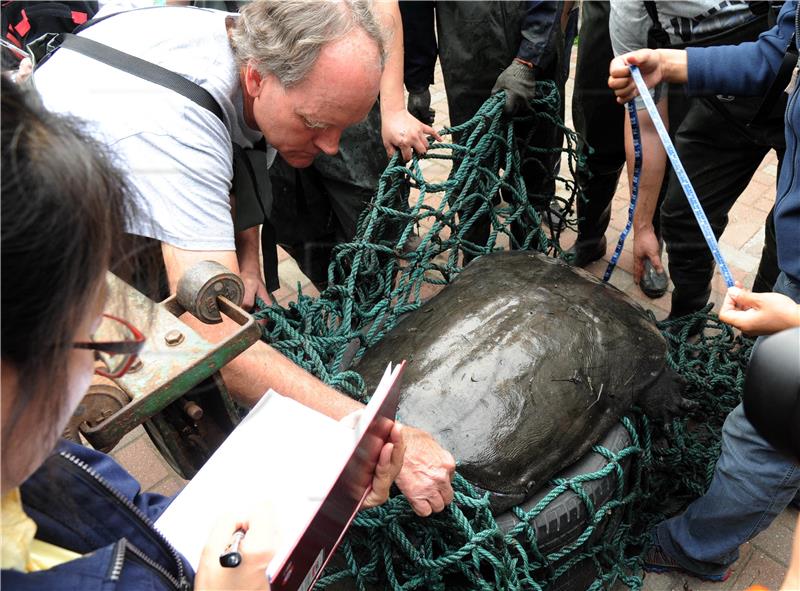 CHINA YANGTZE GIANT SOFTSHELL TURTLE