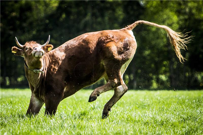 Čuvajte se goveda! Austrijske smjernice za ponašanje planinara u blizini krava