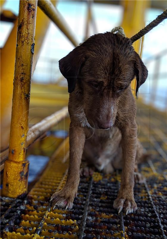 THAILAND DOG RESCUE