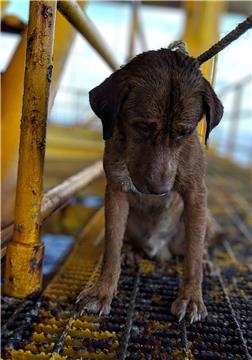 THAILAND DOG RESCUE