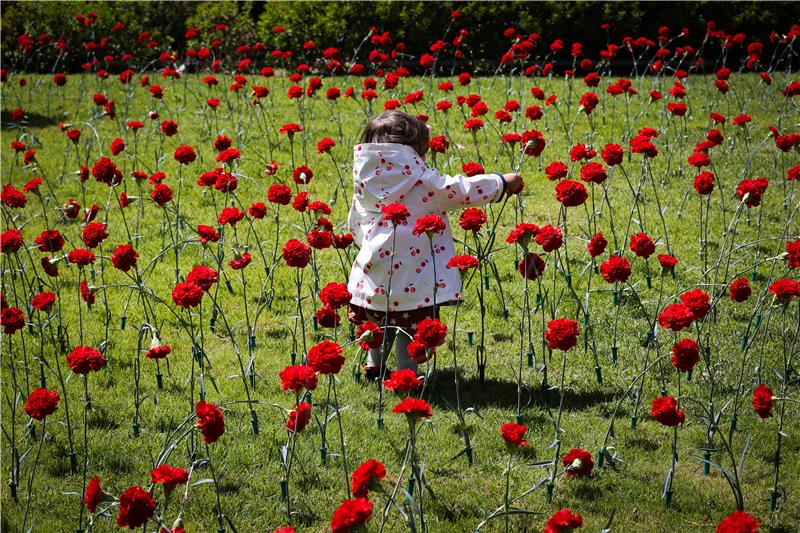 PORTUGAL CARNATIONS REVOLUTION