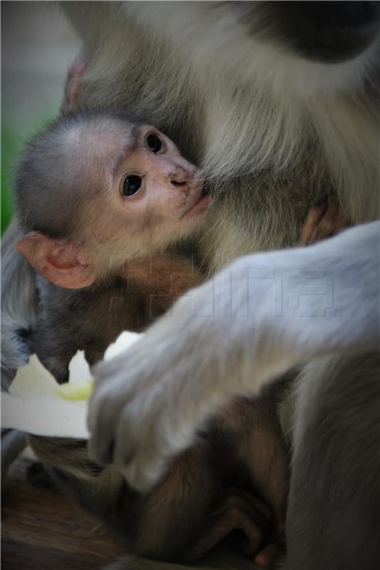 Zagrebački ZOO dobio prinovu - mladunče Hanumanovih langura