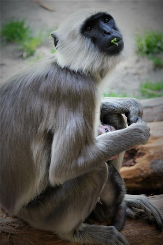 Zagrebački ZOO dobio prinovu - mladunče Hanumanovih langura