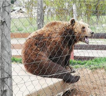 Institucije: Medvjedi iz Macole bit će premješteni u utočište Kuterevo