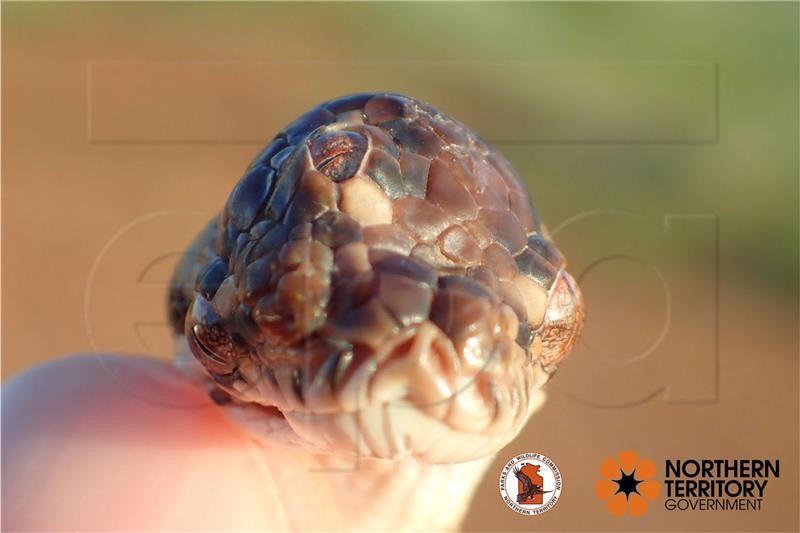 AUSTRALIA ANIMALS THREE EYED SNAKE