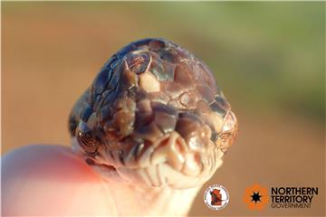 AUSTRALIA ANIMALS THREE EYED SNAKE