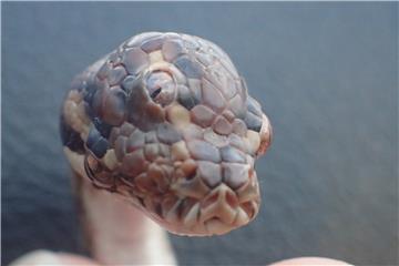 AUSTRALIA ANIMALS THREE EYED SNAKE