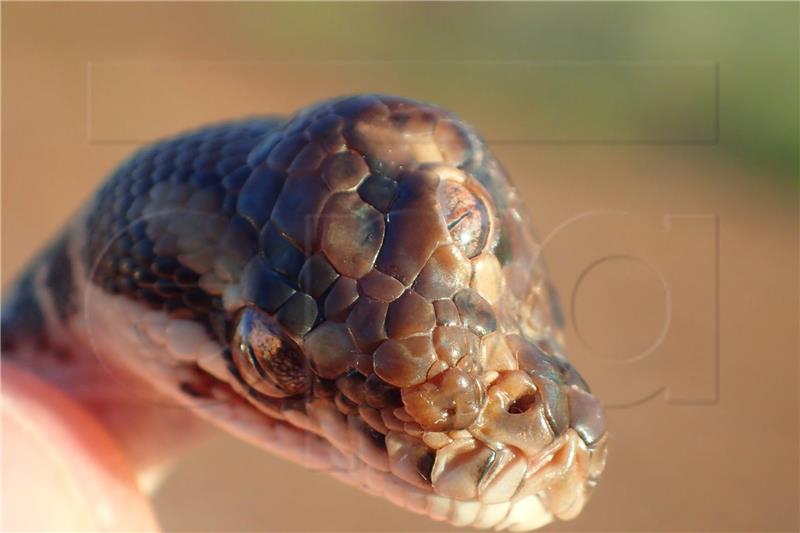 AUSTRALIA ANIMALS THREE EYED SNAKE