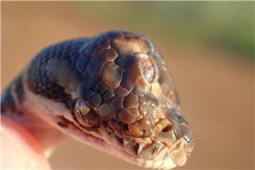 AUSTRALIA ANIMALS THREE EYED SNAKE