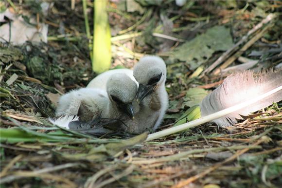 Svjetski dan ptica selica ovaj vikend obilježava se i u zagrebačkom ZOO-u 