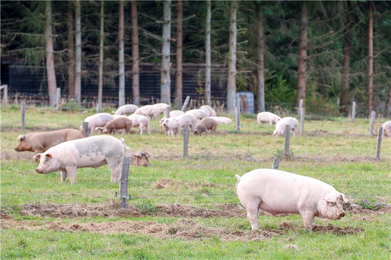 Jedete li životinje "od njuške do repa" spašavate planet, kažu stručnjaci 