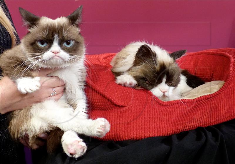 (FILE) USA ENTERTAINMENT GRUMPY CAT OBIT