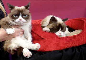 (FILE) USA ENTERTAINMENT GRUMPY CAT OBIT