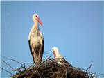 Ornithology centre project in Lonjsko Polje Nature Park presented