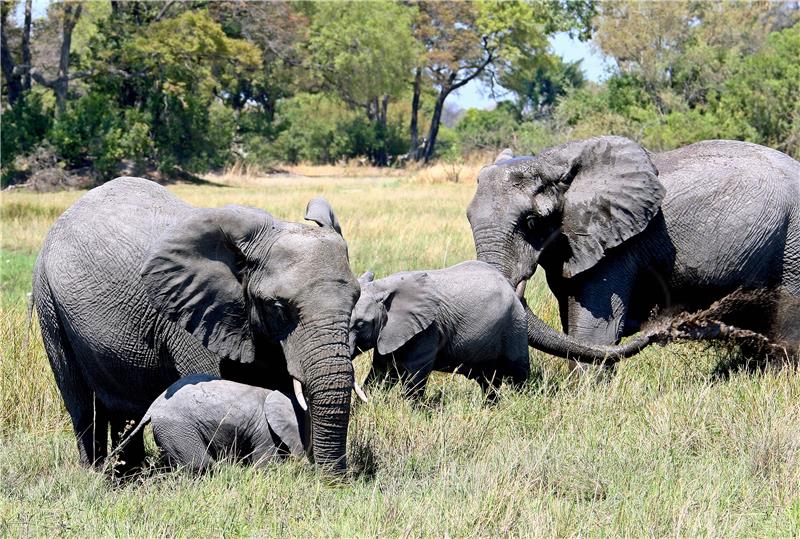 (FILE) BOTSWANA ELEPHANT HUNTING TO RESUME