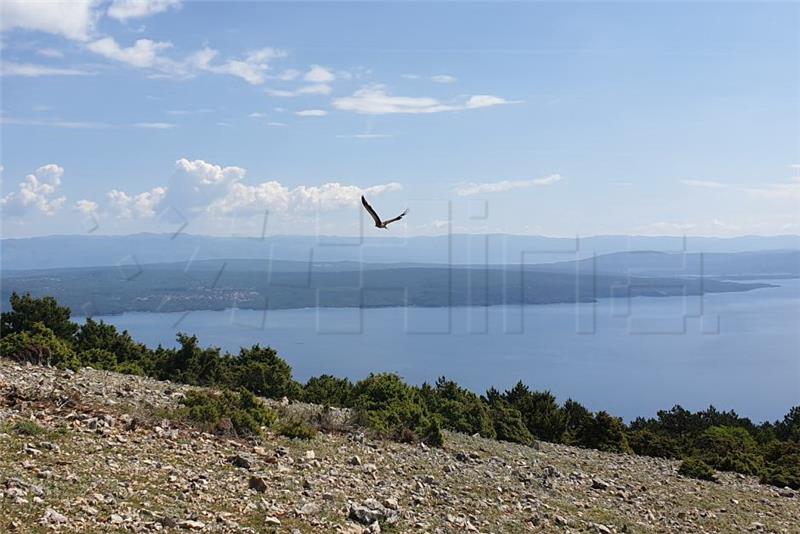 Četiri oporavljena supa vinula se u nebo nad Primorjem