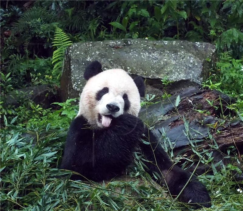  Albino panda snimljena kako luta divljinama Kine