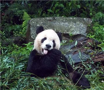  Albino panda snimljena kako luta divljinama Kine